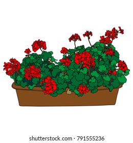 Red geranium, home flower