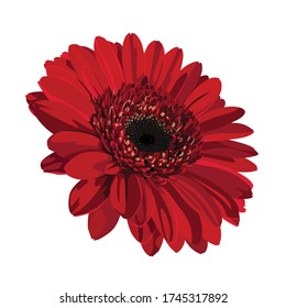 Red Gerbera Flower Background. Colorful gerbera flower head. Red flower on white background. Natural elegance illustration design with blooming gerbera.