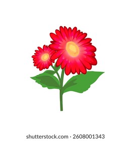 red gerbera flower without background