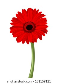 Red gerbera with stem. Vector illustration.
