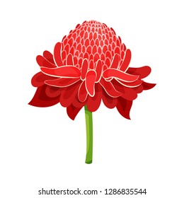 Red ginger flower with green stem. Tropical plant. Nature theme. Detailed flat vector design
