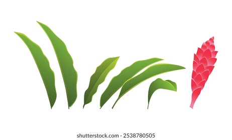 Red Ginger Flower and leaf Vector Design – Exotic Elegance.Perfect for digital artwork, graphic design projects, and floral-themed decorations