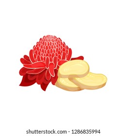 Red ginger flower and three slices of root. Natural and healthy product. Cooking ingredient. Flat vector icon