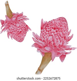 red ginger flower vector watercolor in Thailand. Etlingera elatior watercolor