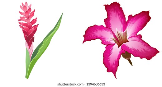 Red ginger pink. Pink adenium. Vector illustration. Floral botanical flower. Wild leaf wildflower isolated. Exotic tropical hawaiian jungle. Isolated illustration element.