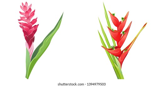 Red ginger pink. Red Heliconia bihai. Vector illustration. Floral botanical flower. Wild leaf wildflower isolated. Exotic tropical hawaiian jungle. Isolated illustration element.