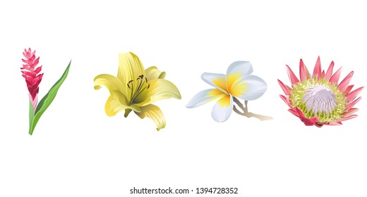 Red ginger pink. Yellow Lilium. White Plumeria. Pink Protea. Vector illustration. Floral botanical flower. Wild leaf wildflower isolated. Exotic tropical hawaiian jungle. Isolated illustration .