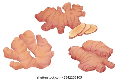 Red Ginger, Rhizome Spice Herbal Root  Plant Illustration for Cultural Culinary, Food, and Traditional Cuisine Design