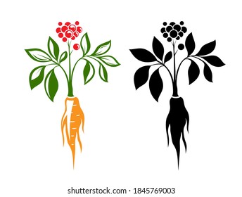 Red ginseng emblem.  Traditional chinese golden root. Isolated vector illustration. Colorful and black silhouettes.