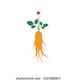 red ginseng Logo emblem label vector