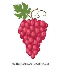 Red globe grape. The Red Globe is a variety of very large, seeded red grapes with firm flesh used mainly as a table grape. Vector illustration isolated on white background