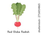 Red Globe Radish Vector Illustration. Red Globe Radish or Red Radish Cartoon Clipart, Vegetable in Flat Style. Also called Table Radish, Early Scarlet Globe, Raphanus sativus