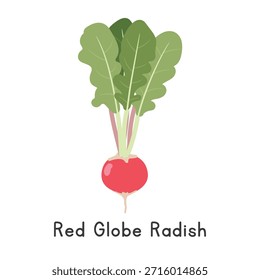 Red Globe Radish Vector Illustration. Red Globe Radish or Red Radish Cartoon Clipart, Vegetable in Flat Style. Also called Table Radish, Early Scarlet Globe, Raphanus sativus