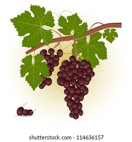 Red grape branch