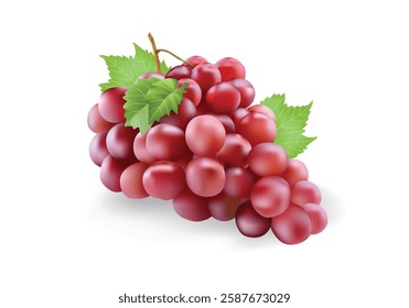 Red grape bunches, sweet wine berry, vector illustration.