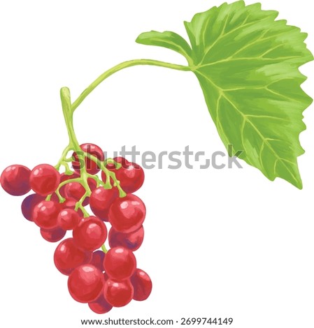 Red Grape Digital Painting | Realistic Hand-Drawn Bunch of Grapes with Soft Shadows