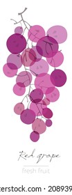 Red grape. Flat illustration. Beautiful transparent pink bunch of grapes.