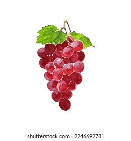 red grape hand drawn with watercolor painting style illustration