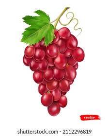 Uva roja aislada en blanco. Ilustración vectorial realista de uva rosa.