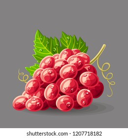 Red grape with leaf and drops of water on grey. Vector illustration. No gradients