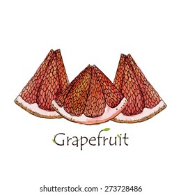 Red Grapefruit illustration vector traced