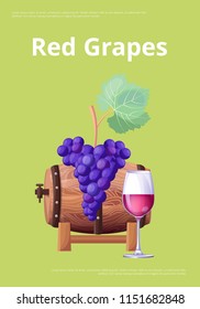 Red grapes of best quality for delicious wine production. Wooden barrel, bunch of grapes and glass of red vino vector illustrations on promo poster