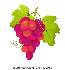 Red grapes. Bunch of grapes with leaves isolated on white background. Vector illustration.