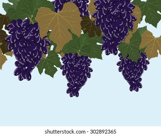 Red Grapes clusters. Vector