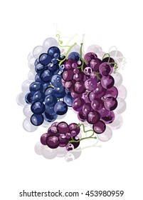 Red Grapes isolated Vector. Wine theme for book or cards cover. Wine texture illustration watercolor style