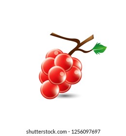 Red grapes on white background. Vector illustration