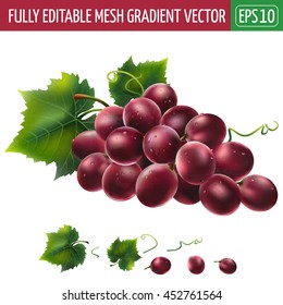 Red grapes on white background. Vector illustration