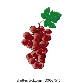 Red grapes. Vector illustration. 