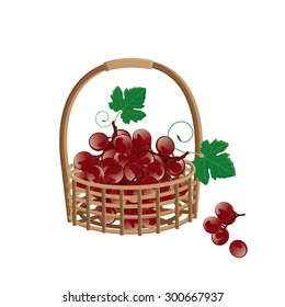 Red grapes. Vector illustration. 