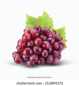 Red Grapes vector illustration. Fresh fruits.