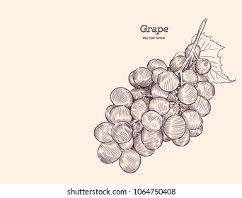 Red grapes. Vector illustration. . Hand drawn engraving style illustrations.