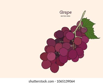 Red grapes. Vector illustration. . Hand drawn engraving style illustrations.