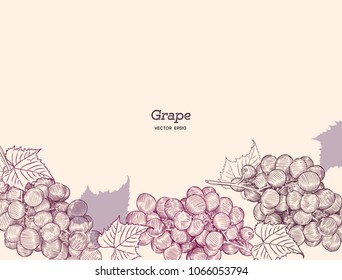 Red grapes. Vector illustration. . Hand drawn engraving style illustrations.