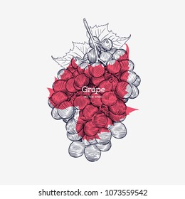 Red grapes. Vector illustration. . Hand drawn engraving style illustrations.