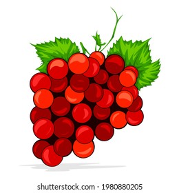 Vector de uvas rojas aislado en fondo blanco