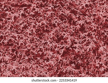 Red grass texture,Top view of beautiful red grass texture