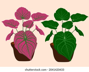 Red and green bons are potted plants for decoration.