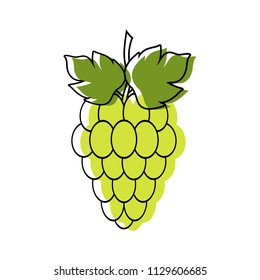 Red and green grapes on white background, grape types set. Logo design, vector illustration. Wine vector logo art