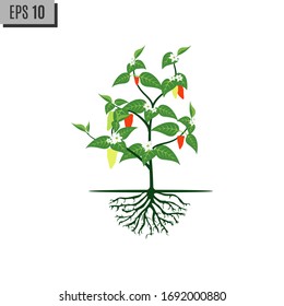 Red and green hot chili pepper plant. Seedling. Vector illustration.