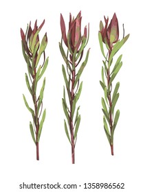 Red, green leaves of leucadendron, protea. Seasonal plants and herbs big vector collection.All elements are isolated and editable.
