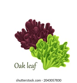 Red and green oak lettuce salad leaves vector illustration.