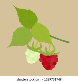 rote und grüne Himbeeren mit Blättern, Vektorgrafik.