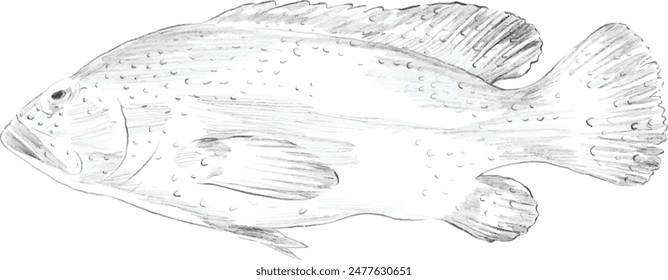 red grouper fish pencil sketch illustration