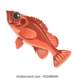 Red grouper (Sebastes marinus) isolated on a white background. Vector illustration.