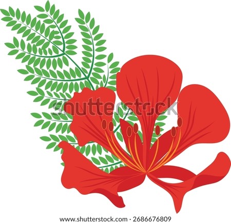 Red gulmohar flower with leaves vector illustration  . From India. Peacock flowers. Flamboyant flower. Isolated on a white background.