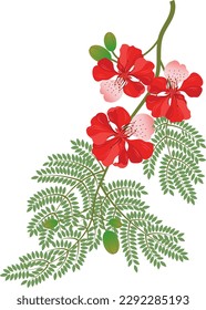 Red gulmohar flower vector illustration. Flamboyant arvore from India. Isolated on a white background.